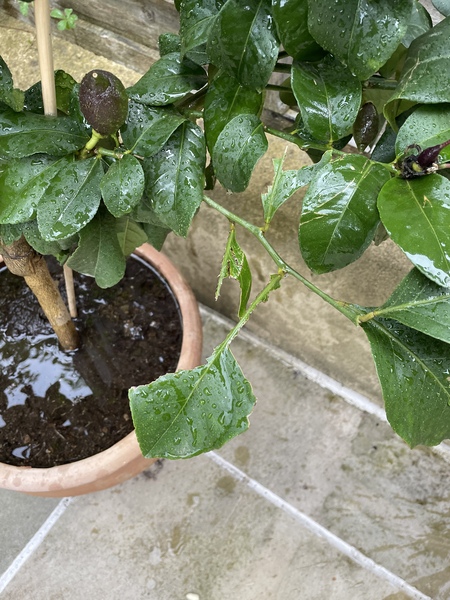 Aphids on my lemon tree