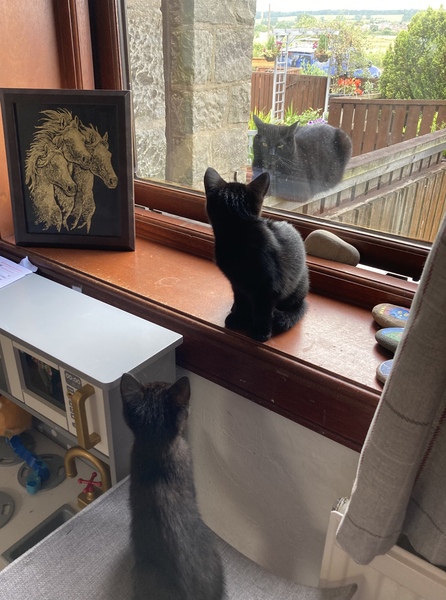 Chez Ollie - The Not My Cats of many colours edition - All welcome