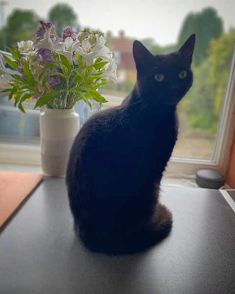 So I have rescued a kitten