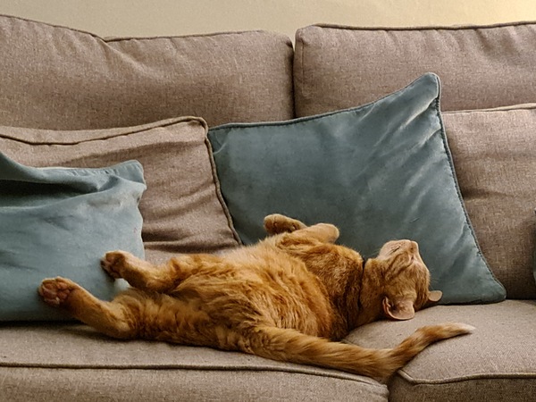 I love it when cats…