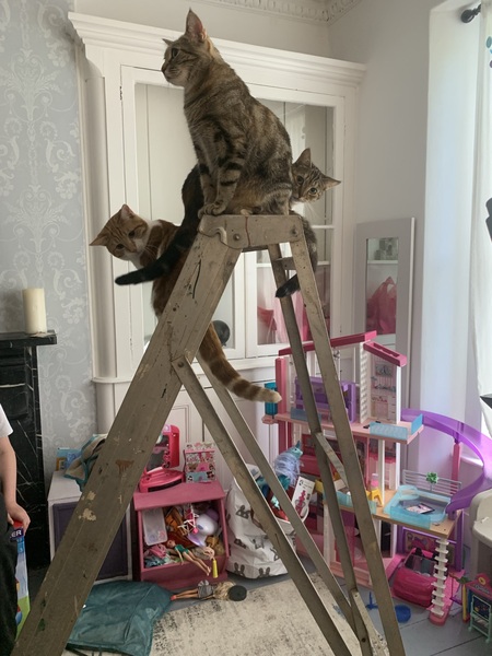 To think my cat is an ungrateful little furry thing