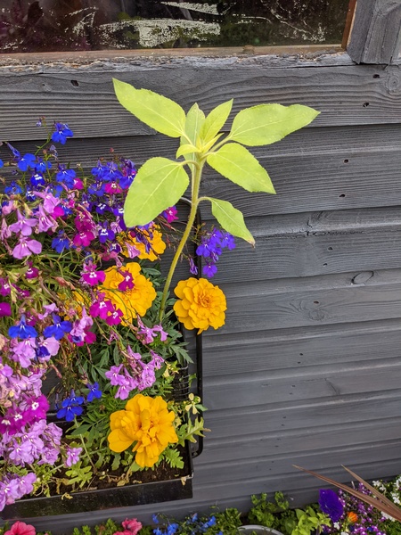 Plant/weed ID