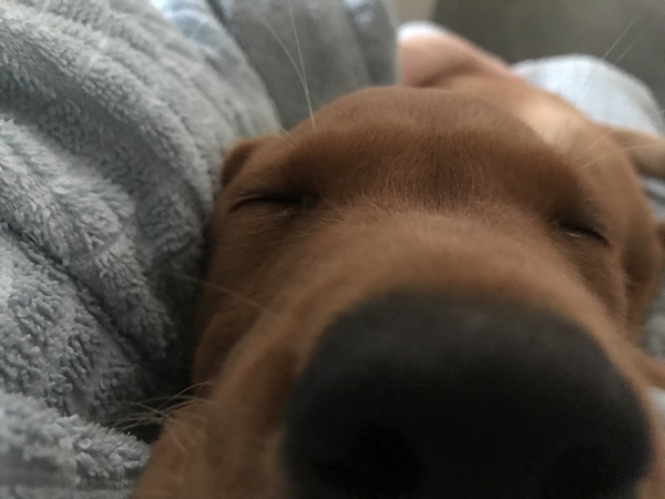 Puppy Survival Thread - June/July