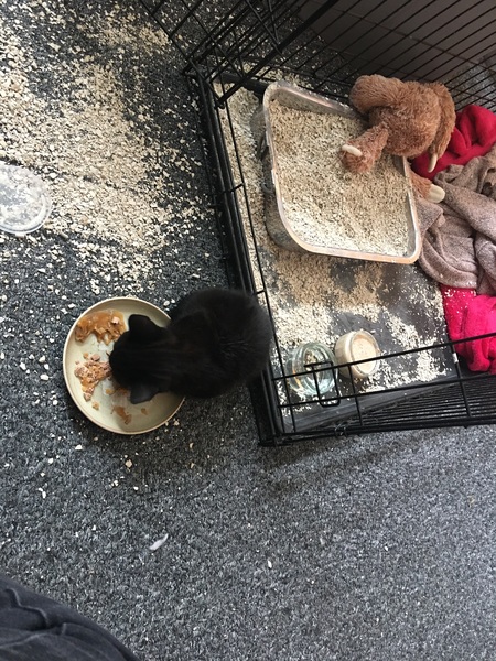 So I have rescued a kitten