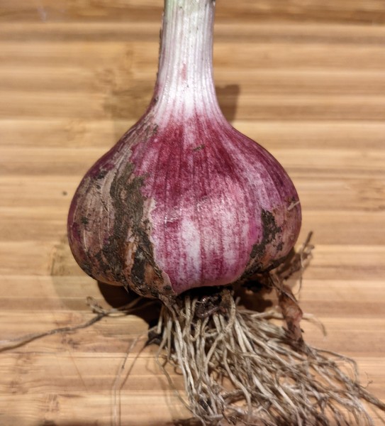 Allotment/Veg patch Thread 17 - onwards and upwards