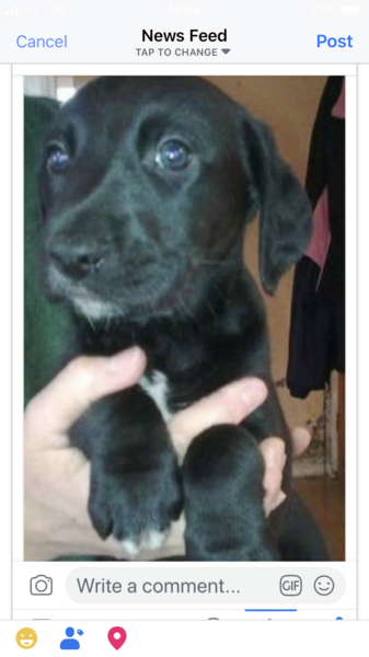Labrador pup, girl or boy?