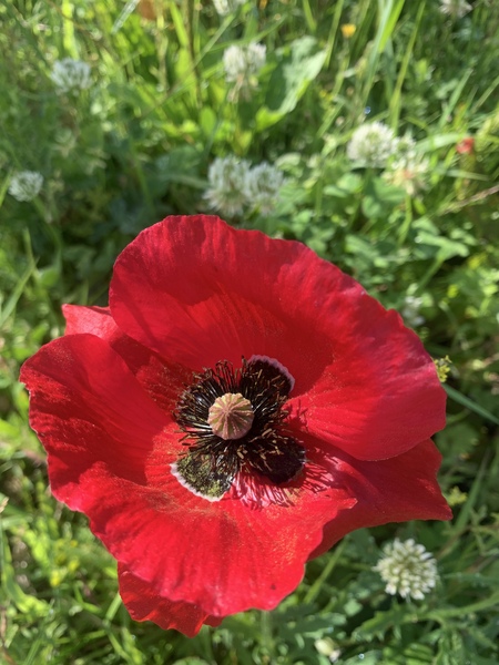 Show Us Your Pictures: 5 Alive