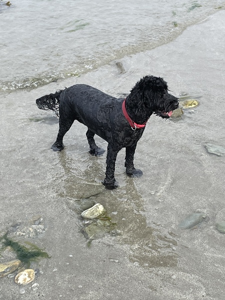 Any recommendations  For outdoor hot shower for dogs?
