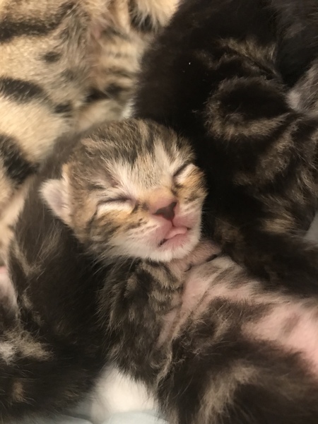 Newborn kittens arrived today!