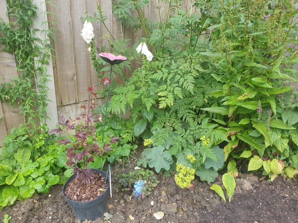 Good plants for a woodland border (novice gardener)