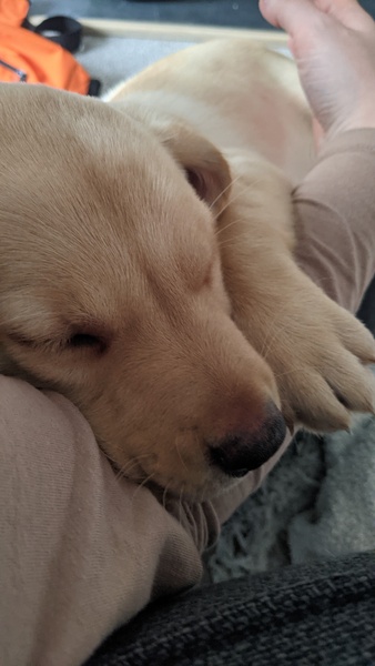 Puppy Survival Thread - June/July