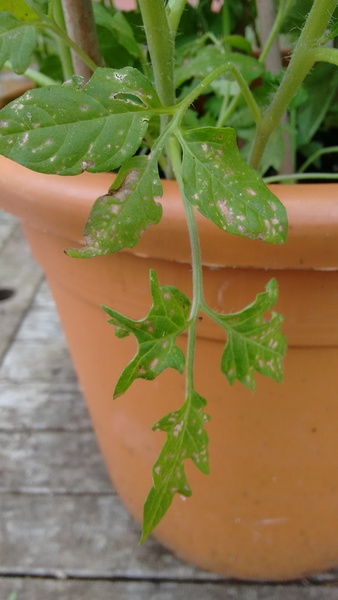 Help with my humongous tomato plants!!