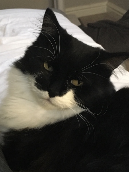 Chez Ollie - The Not My Cats of many colours edition - All welcome