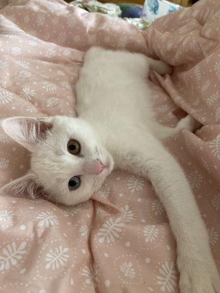 ADs shelter in The Sleeping Swans and have a group hug