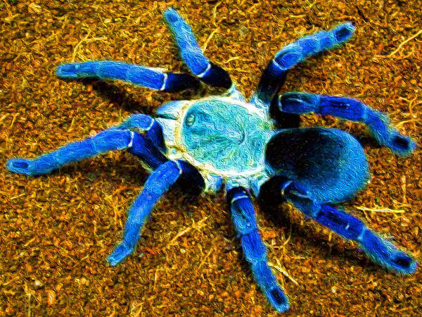 To Keep A Handy Spider in the House?
