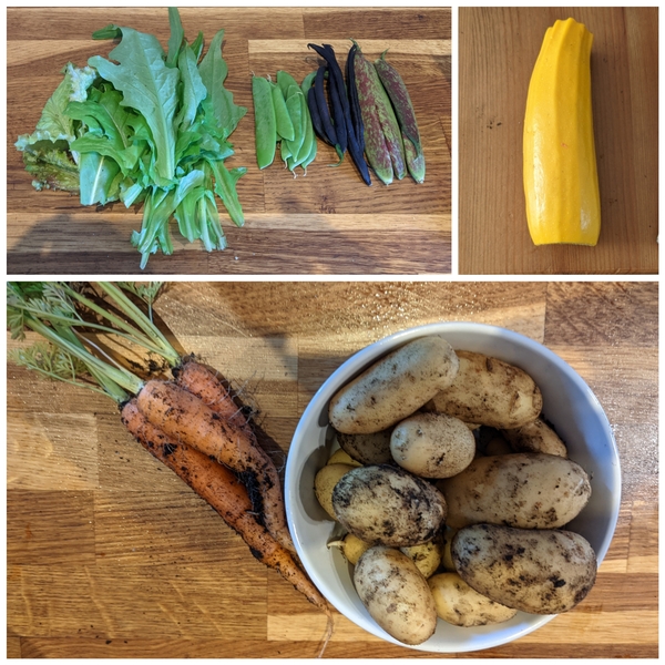 Allotment/Veg patch Thread 17 - onwards and upwards