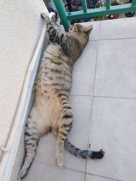 Do you have a 'trouble cat'?