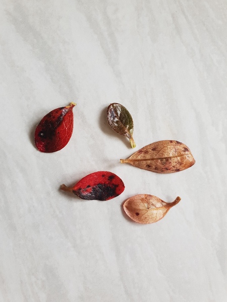 Azalea help - some kind of disease?