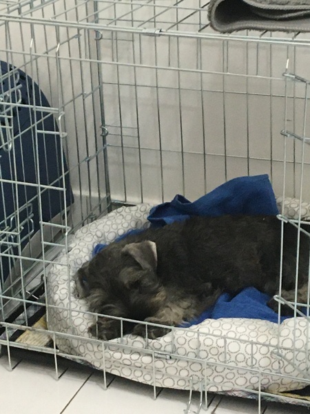 To think dogs are as much work as children