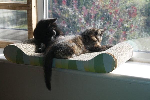 Getting a kitten! What do I need?