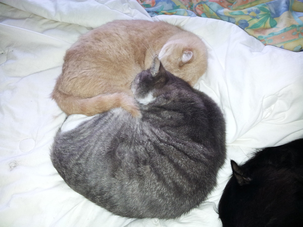 Chez Ollie - The Not My Cats of many colours edition - All welcome