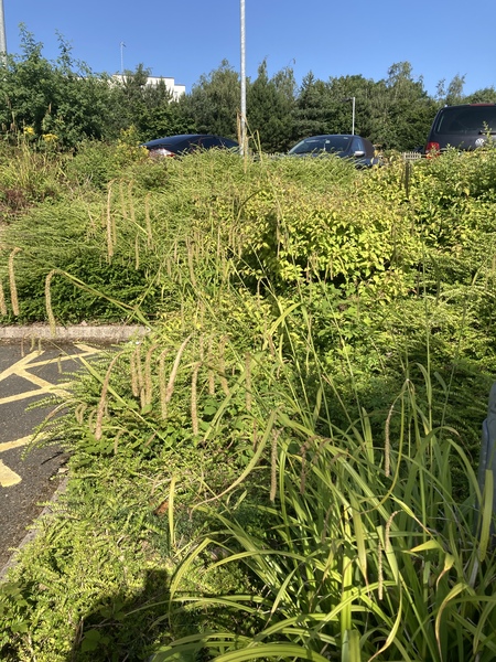 Can anyone identify this plant please?