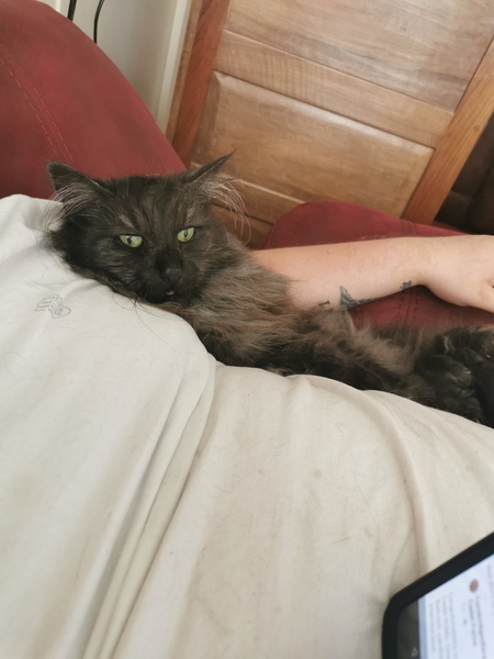 To think my cat is an ungrateful little furry thing
