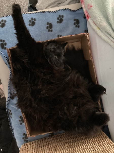 Chez Ollie - The Not My Cats of many colours edition - All welcome