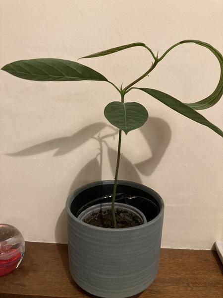 How hard is it to grow avocados?
