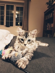 Come one! Come all! New kitten pics