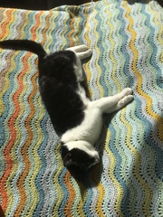 Atti24: Woodland Ripple Blanket