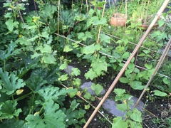 Help! Cucumbers