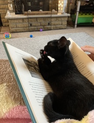 Chez Ollie - The Not My Cats of many colours edition - All welcome