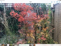 Acer - not looking too good.