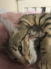 Newborn kittens arrived today!