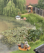 Anyone know much about water lilys?