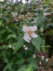 Please identify this shrub