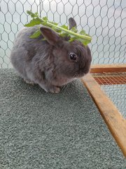 PTS my little grey furball