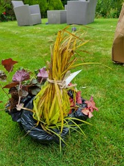 Will this golden Carex recover?