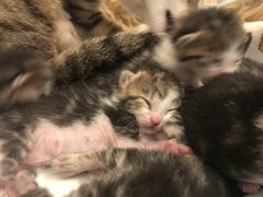 Newborn kittens arrived today!