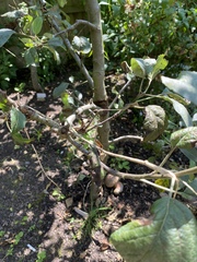 Anyone care to give me some fruit tree advice?