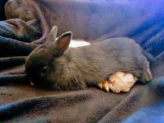 PTS my little grey furball