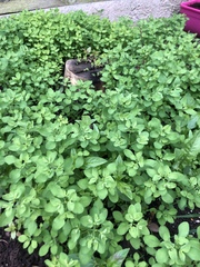 What are these weeds?