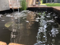 Small pond - keeping fishes happy while away