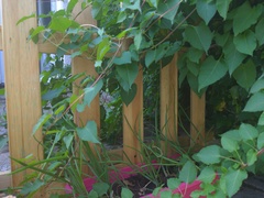 Ivy/climbing plant advice