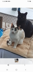 Finding homes for cats - please help me?!