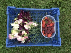 Allotment/Veg patch Thread 17 - onwards and upwards