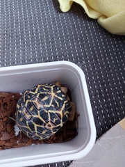 ADs don't want your freedom, ADs don't want to play around