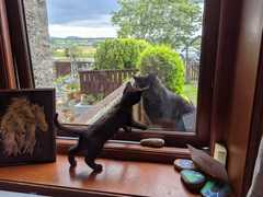 Chez Ollie - The Not My Cats of many colours edition - All welcome