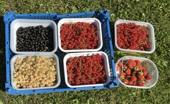 Allotment/Veg patch Thread 17 - onwards and upwards